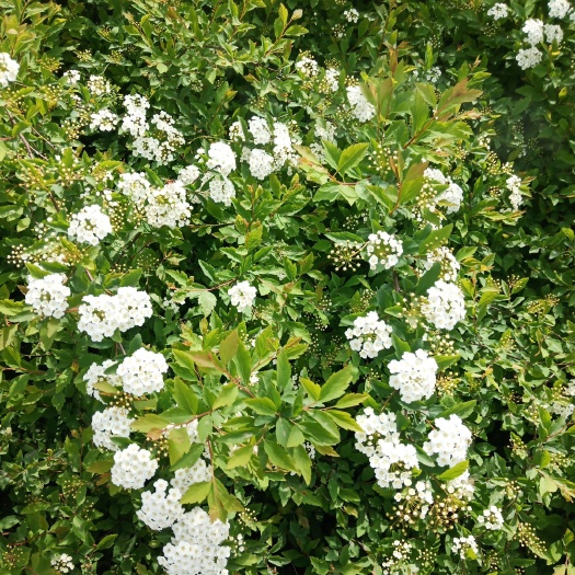 麻叶绣线菊苗 麻叶绣线菊 绣线菊杯苗 麻叶绣球批发基地