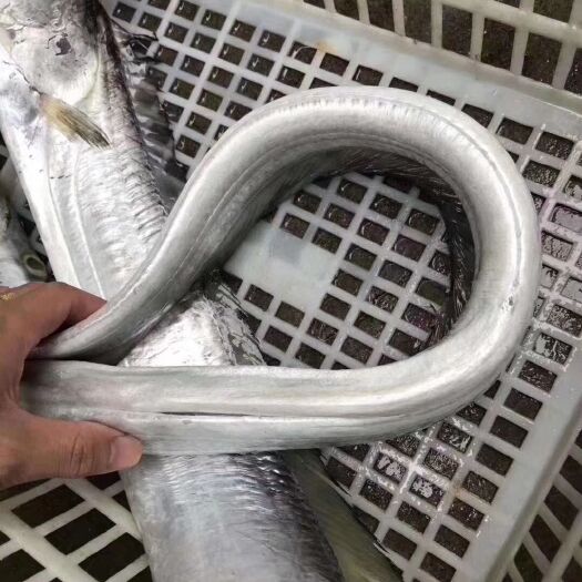 饶平县 黄眼带鱼带鱼海带鱼黄眼