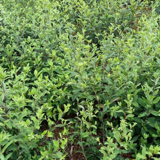 山阳县 苍术鲜块茎 苍术苗 苍术籽 苍术干成品