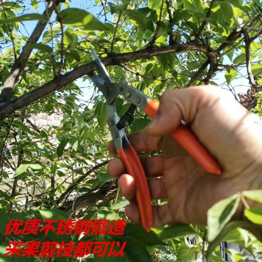 修枝剪刀 农用葡萄苹果稀果剪桔子梨采果剪果蔬修花修枝剪不锈钢采果剪