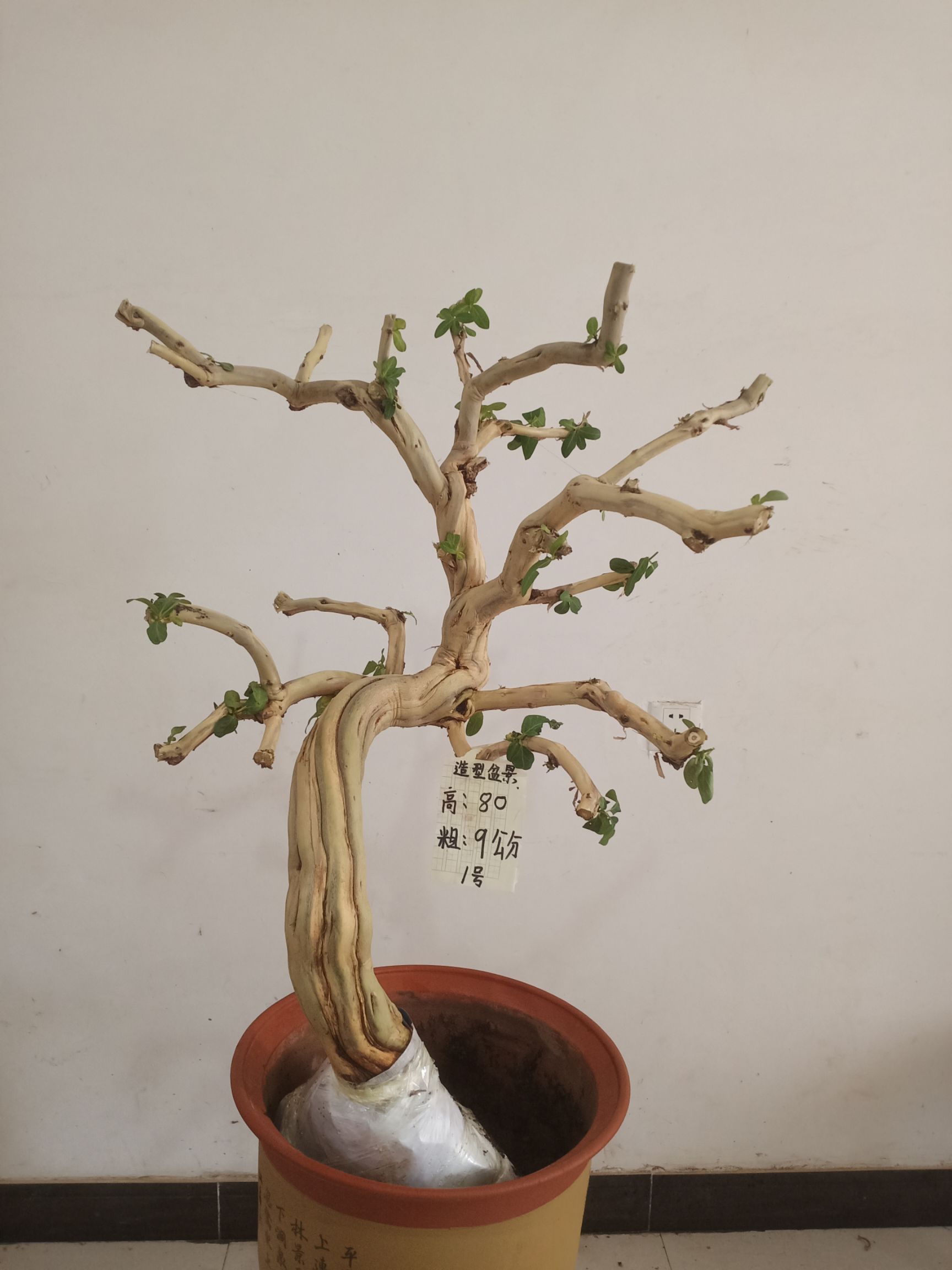 树形金银花 金银花树形桩盆景