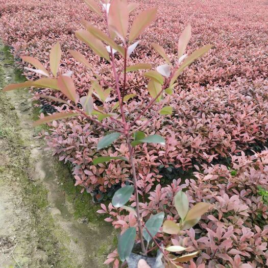 杭州 红叶石楠大量供应，金森女贞营养钵海量