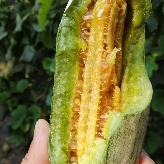 寿光市 又脆又甜的羊角蜜甜瓜，酥瓜