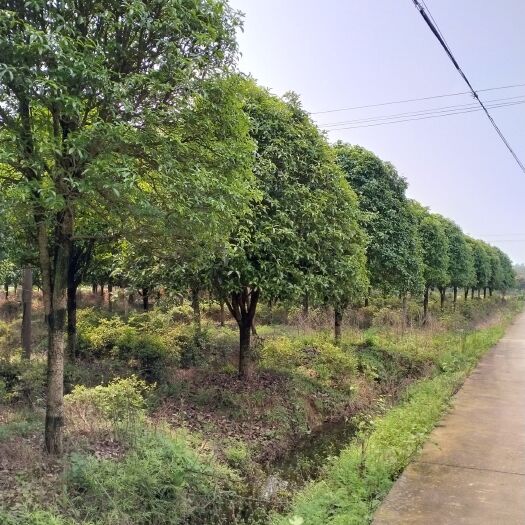 长沙县八月桂 因飞机场T3航站楼建设征地15000亩大量桂花和其它产品待售