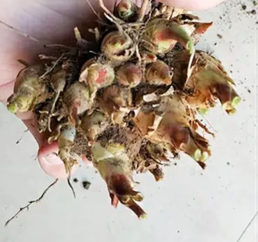 正品晚香玉种球盆栽夜来香 月下香球根苗 浓香晚香玉植物花苗
