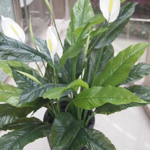 平邑县白掌一帆风顺   盆栽绿植    盆栽花卉 带花发货