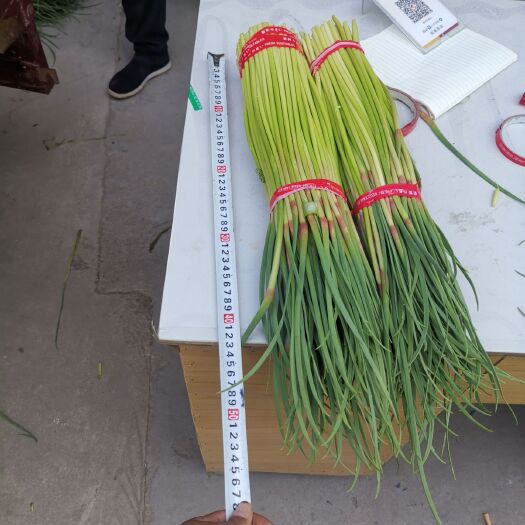 邳州市 红帽蒜苔大量上市   精品8毛     腌制品4毛