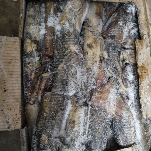 北海 大号黑皮鱿鱼，市场跑量王，餐厅烧烤店最爱进货王