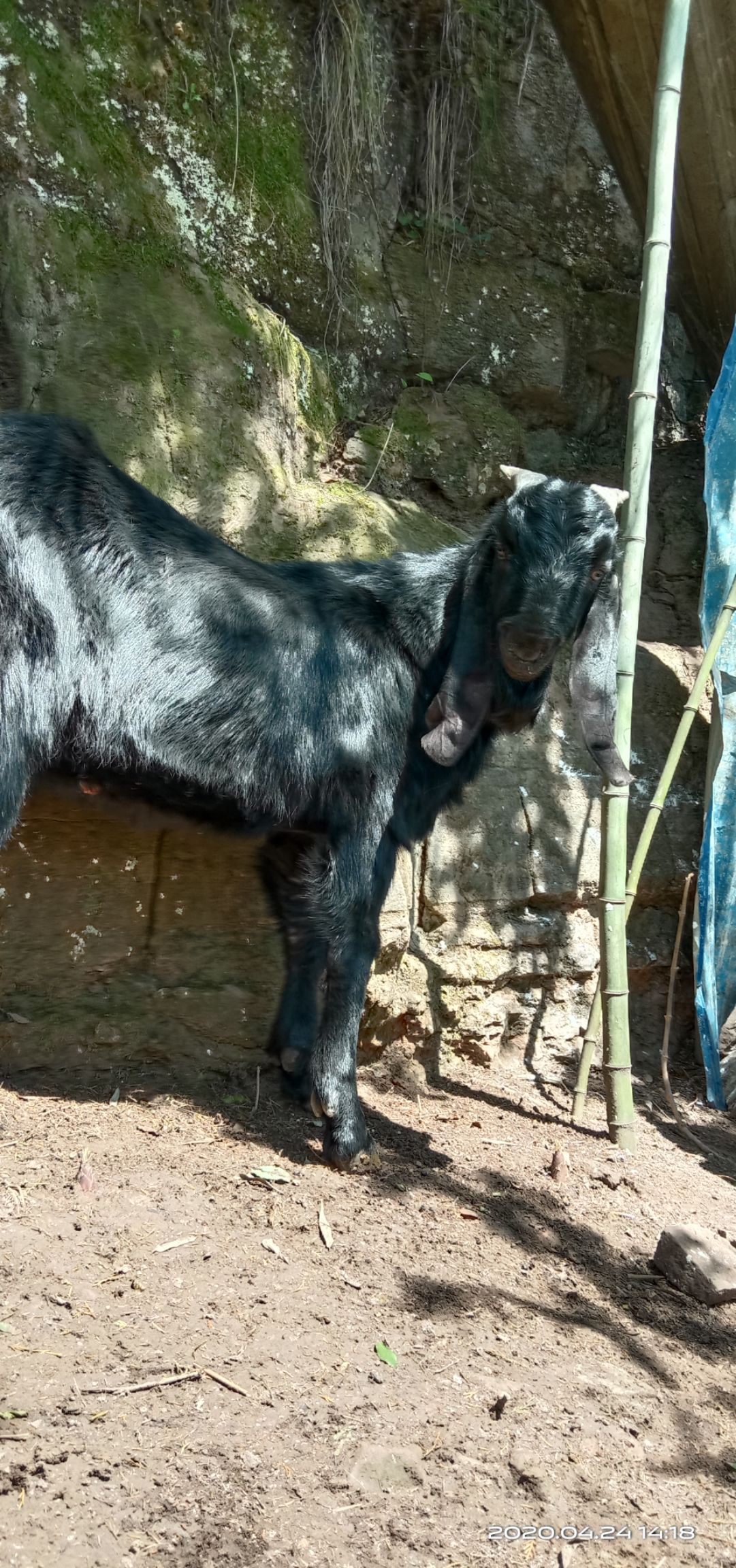 石林生龙努比亚黑山羊图片
