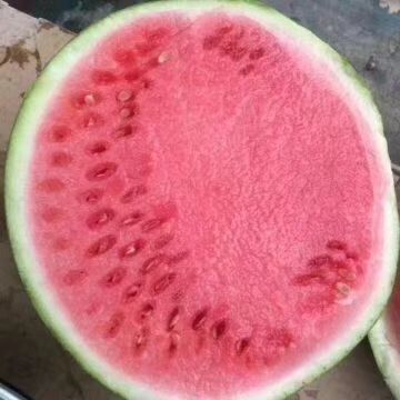 夏邑县8424西瓜 麒麟8424