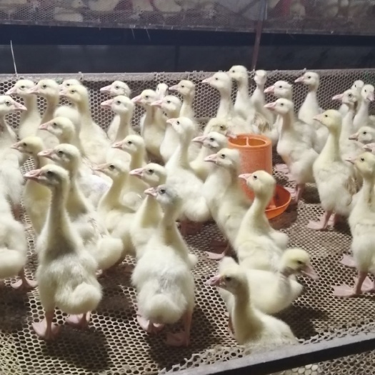 石家庄 常年出售脱温鹅，回收老鹅，发放鹅苗