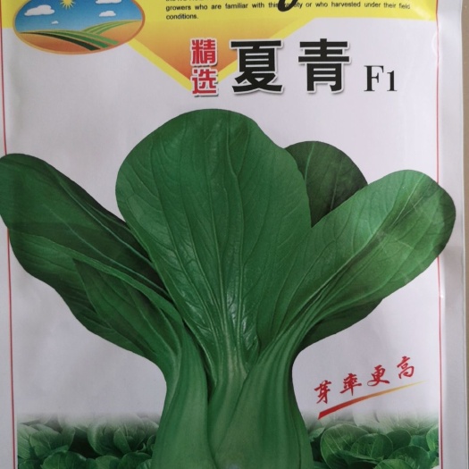 济南夏青梗菜种子