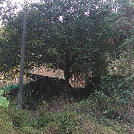 灵川县酸柚实生苗