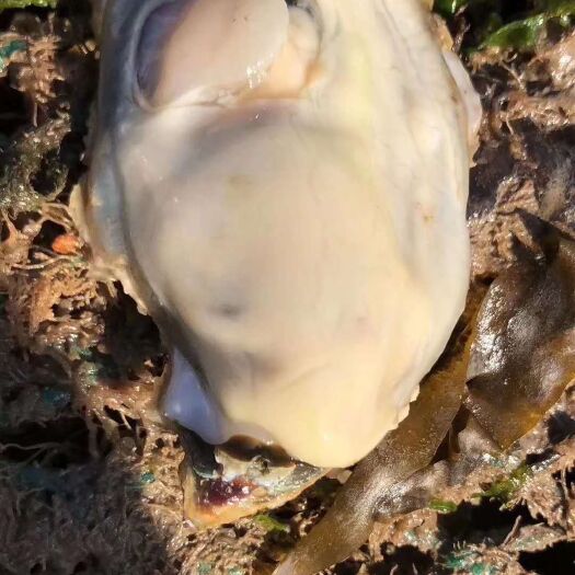 乳山市正宗乳山生蚝产地直发，支持视频看货，支持一件代发，全国诚招代