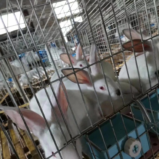 化州市伊普吕兔 优质满月兔和种兔出售