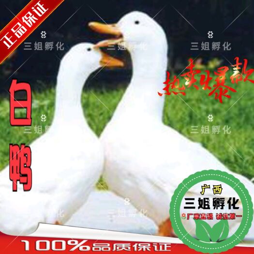 南宁白鸭苗 樱桃谷鸭苗 苗大嫩口