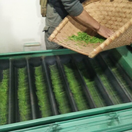 黟县 高山无污染绿茶