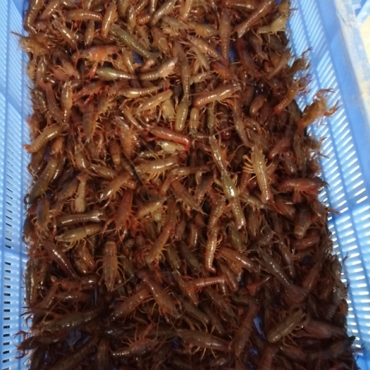 洪湖市 洪湖鱼米之乡精品龙虾苗岀售。