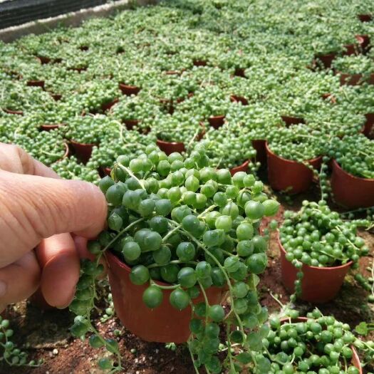 漳州佛珠锦  佛珠