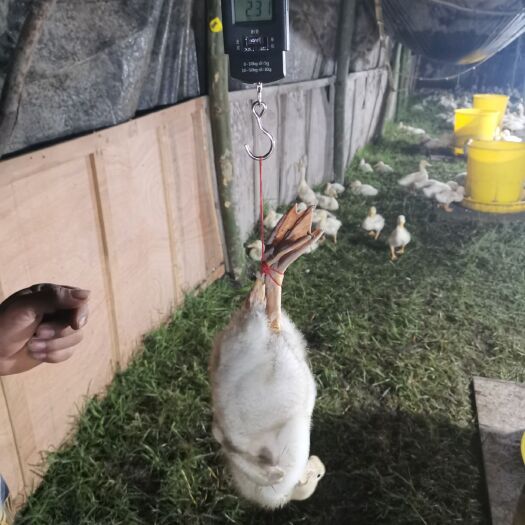 北海白鸭苗 白鸭童苗
