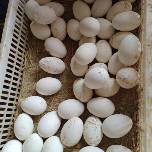 浏阳市大三花鹅蛋 孵化 箱装
