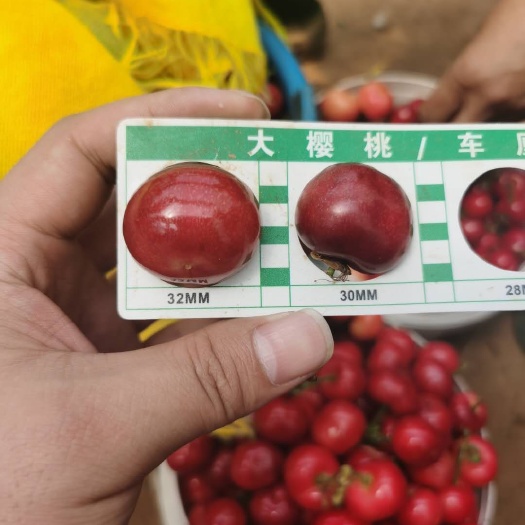 烟台 酵素大樱桃