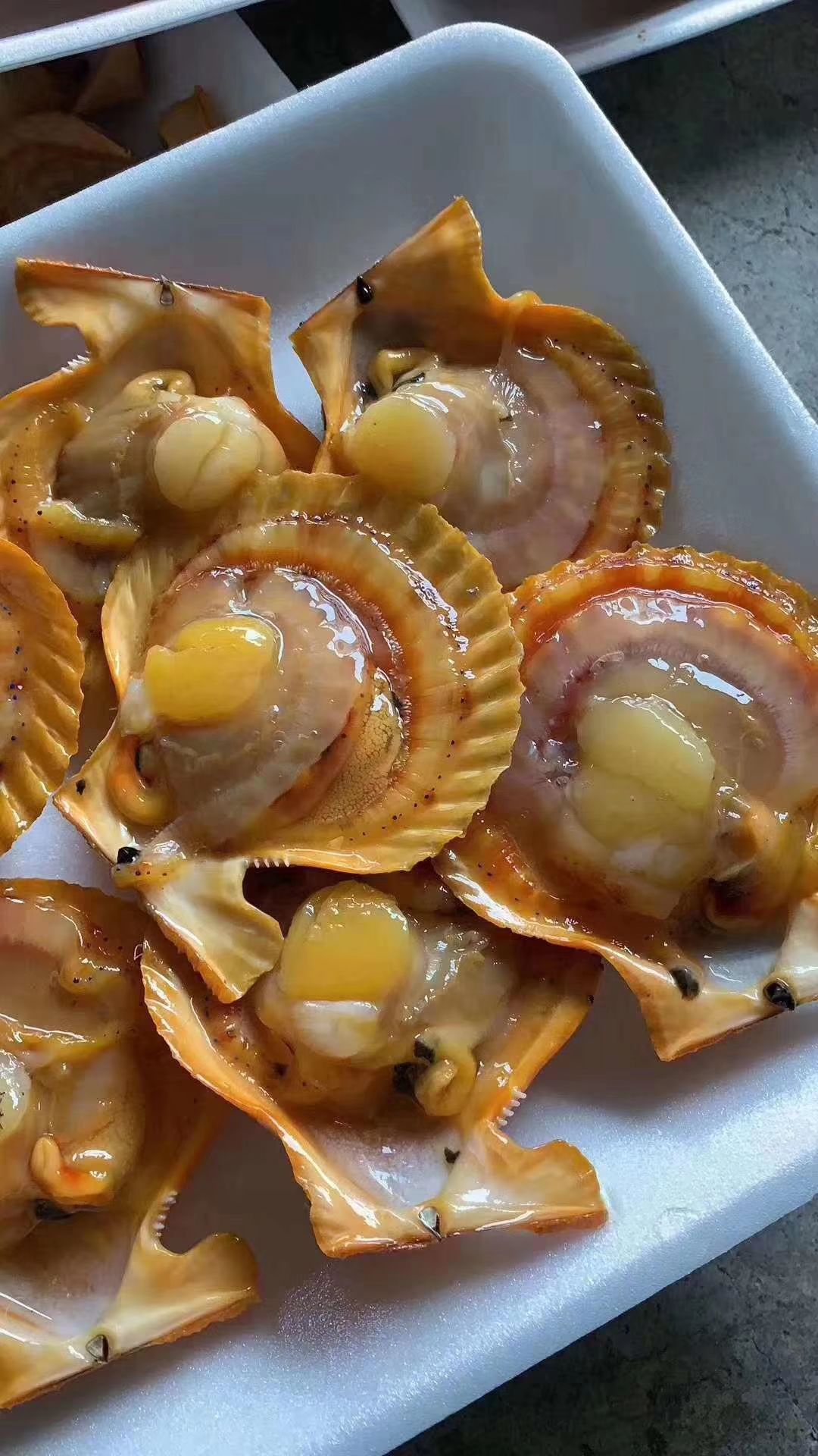 新鲜扇贝