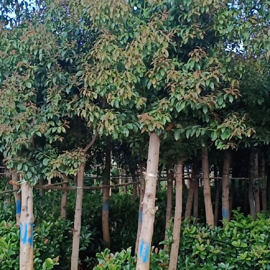 宜良县 滇润楠