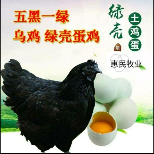 南宁 乌骨鸡苗 五黑鸡苗批发 品种纯正 包成活包运输