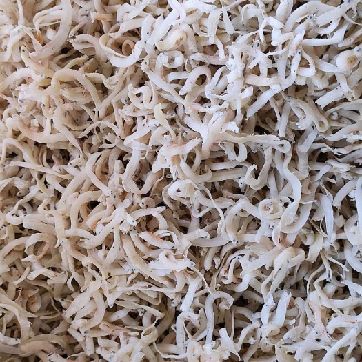 滨州 小银鱼面条鱼