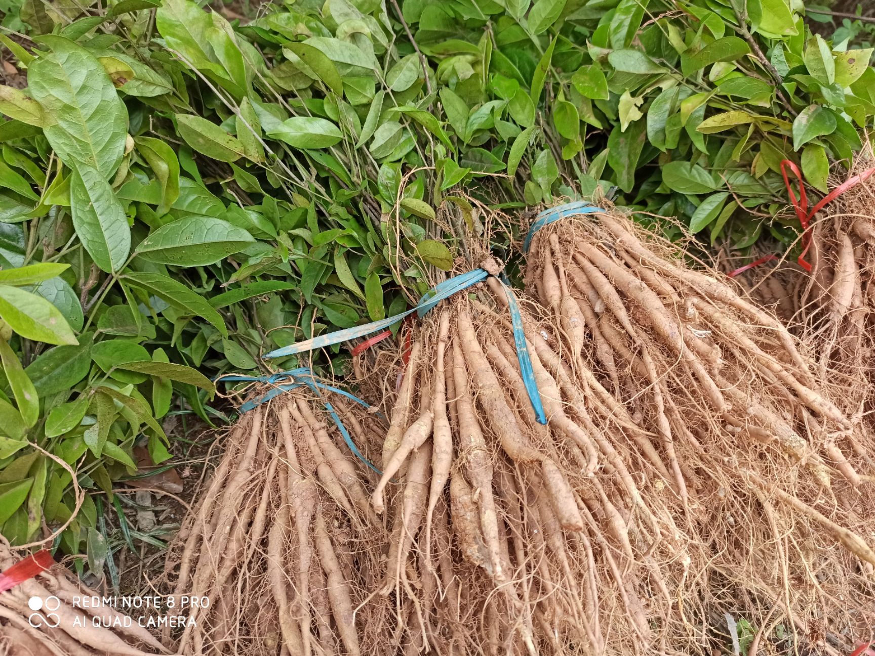 灵山县牛大力苗