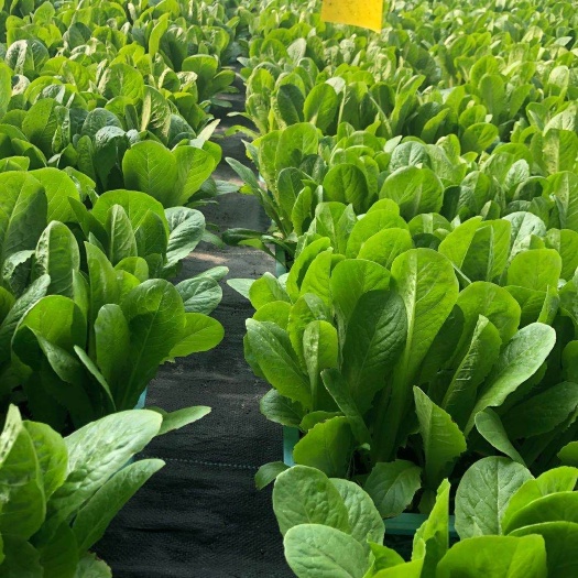 西安蔬菜大棚 盆栽活体无公害蔬菜