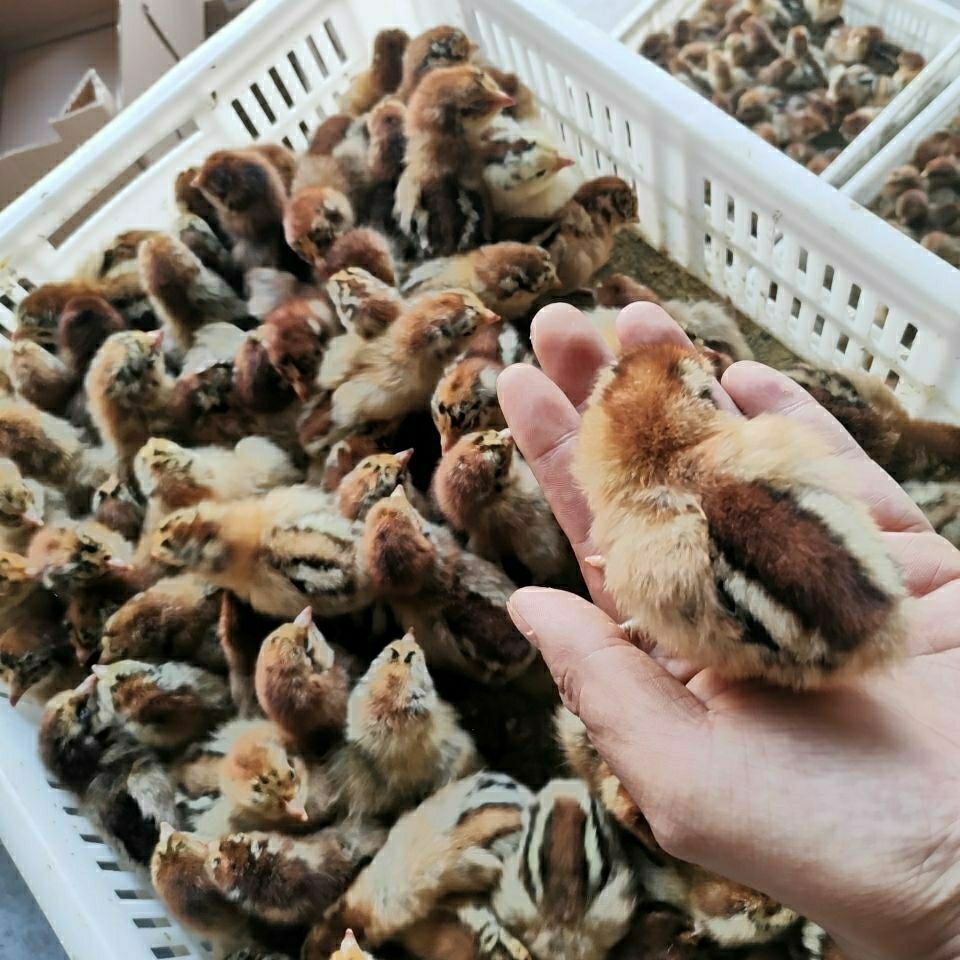  小仔麻鸡土鸡三黄鸡乌骨鸡苗芦花鸡贵妃鸡