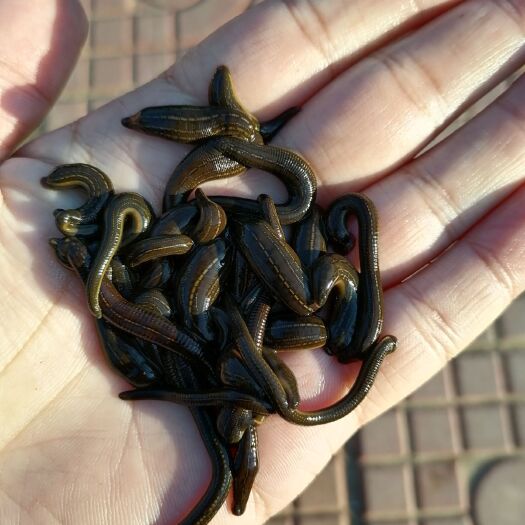 天津直线日本医蛭虚线医蛭水蛭蚂蝗活体批发