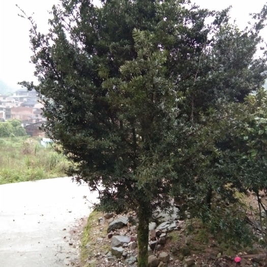 桂林 短叶珍珠罗汉松，和菊花心短叶罗汉松