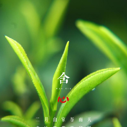 雅安 蒙顶毛峰高山一芽一叶精品川茶2020新茶白茶花茶普洱碧螺春