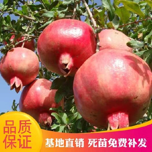 平邑县怀远石榴树苗红花玉石籽红玛瑙三四年果