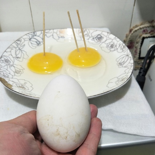 海城市 东北白鹅鹅蛋 种蛋 可孵化 可食用 商品鹅蛋