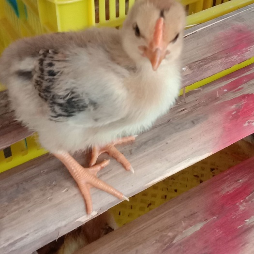 南宁k9肉鸡苗882 统货