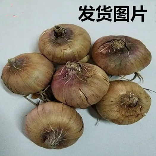 宿迁唐菖蒲种球  剑兰种球花苗唐菖蒲花卉种子四季种植当年