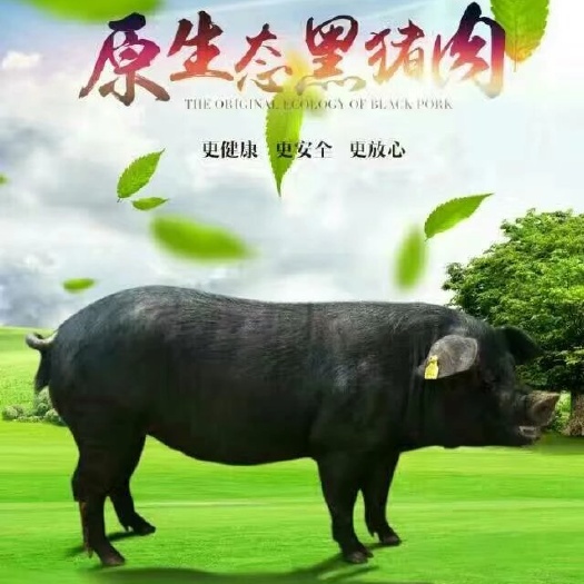 黑毛土猪肉，农家散养 真空包装 顺丰包邮