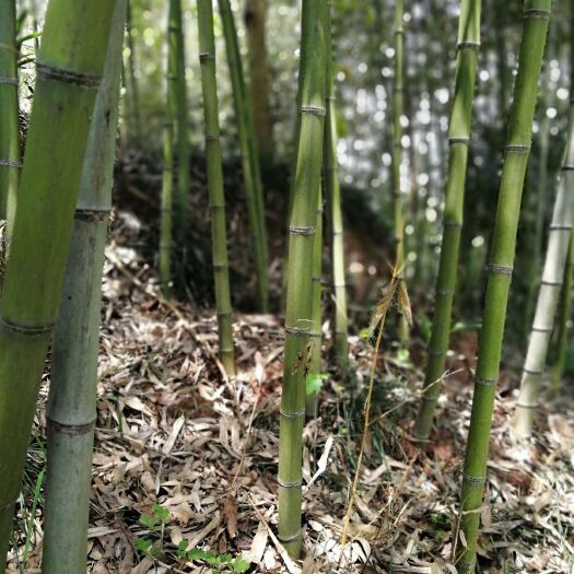 乐山刚竹 1—3，4—6，7—9公分