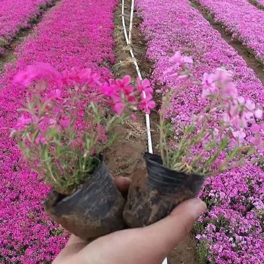 丛生福禄考 福禄考，基地直销，常年销售各种绿化苗木。
