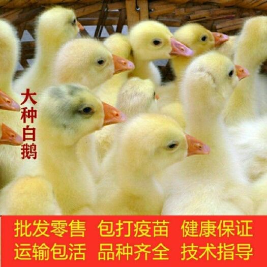 淮安 小鹅活苗大种白鹅活苗三花鹅苗灰狮子头鹅