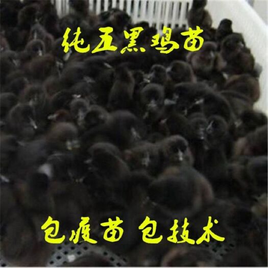 南京 五黑鸡苗麻羽绿壳蛋鸡苗黑鸡苗乌骨鸡苗芦花鸡苗活体小鸡苗土鸡