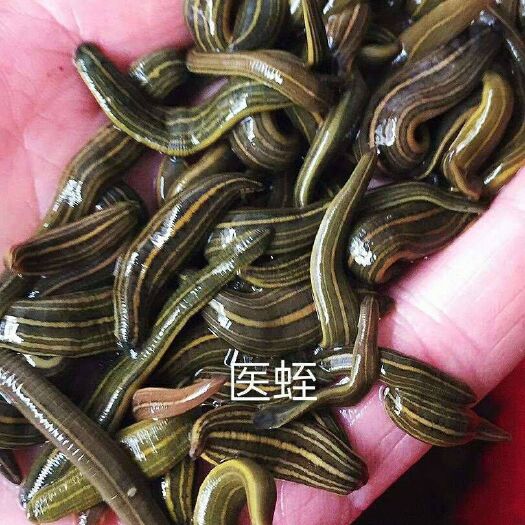 医蛭蚂蟥供应，周期短，收益快