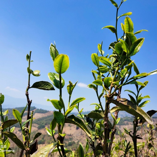 双江县 大叶种茶高山普洱茶的源头