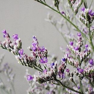 百日草种子 香草种子 情人草  室内阳台庭院盆栽花四季易种见土就活