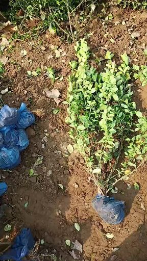 定州市 我家的卫矛品种好，成活率高，价格合理