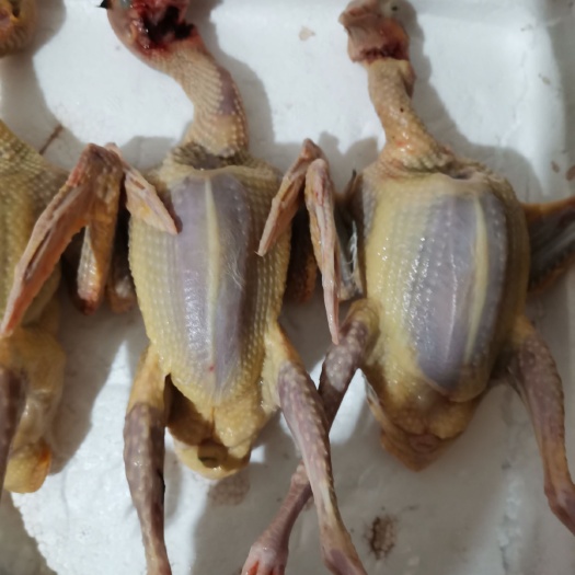 临西县 原粮乳鸽好吃不贵。吃着放心！